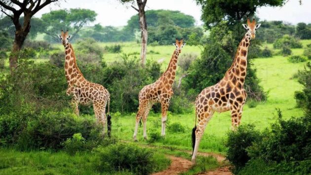 Lake Mburo National Park