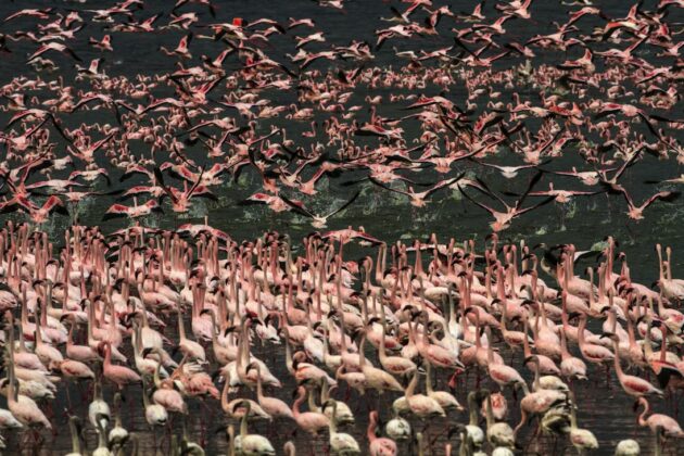 Lake Nakuru National Park