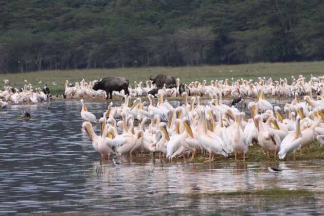 Lake Nakuru National Park