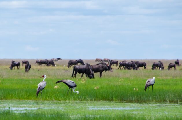 Liuwa Plain National Park