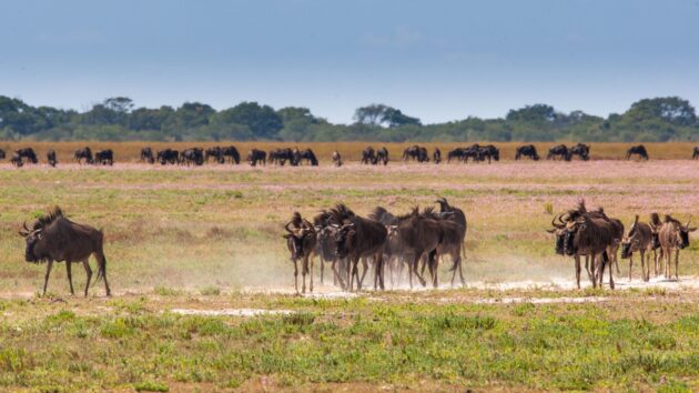 Liuwa Plain National Park