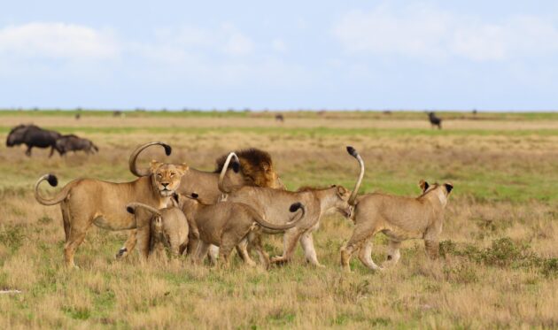 Liuwa Plain National Park