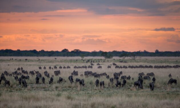 Liuwa Plain National Park