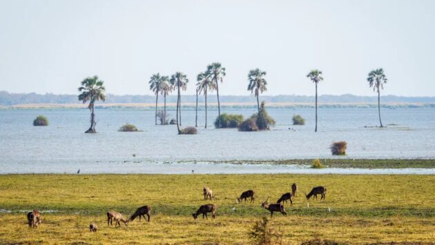 Liwonde National Park