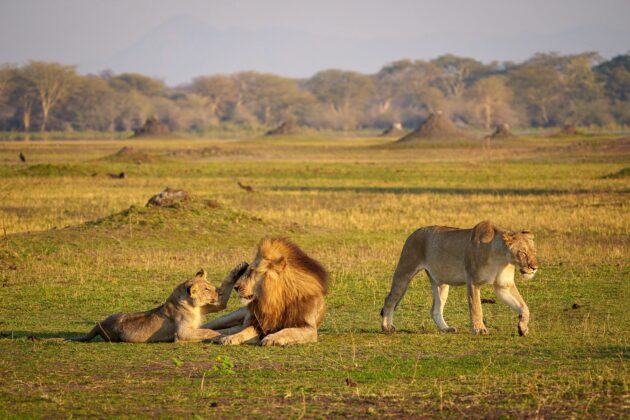 Liwonde National Park