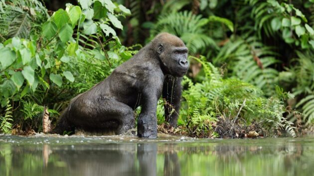 Loango National Park
