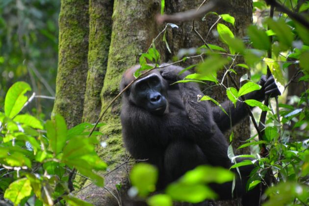 Loango National Park