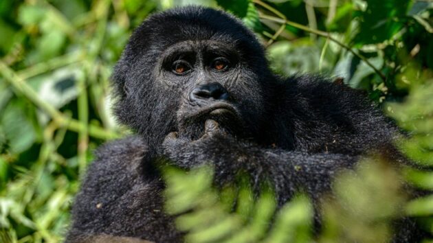 Loango National Park