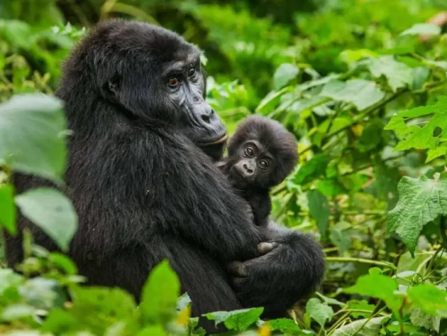 Loango National Park
