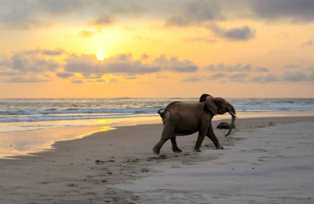 Loango National Park