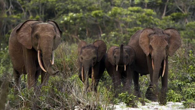 Loango National Park