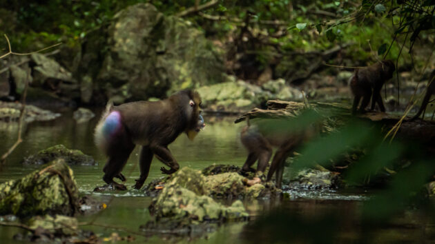 Lopé National Park