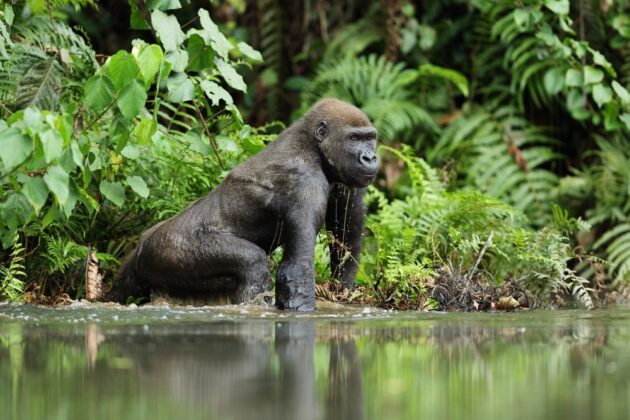 Lopé National Park