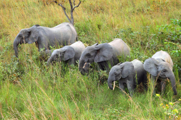 Lopé National Park