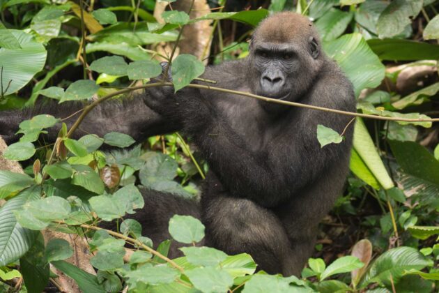 Lopé National Park