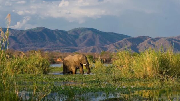 Lower Zambezi National Park