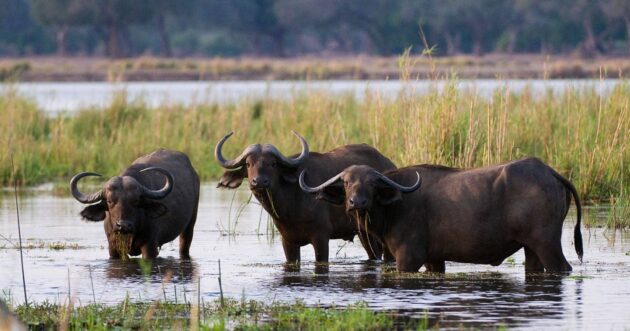 Lower Zambezi National Park