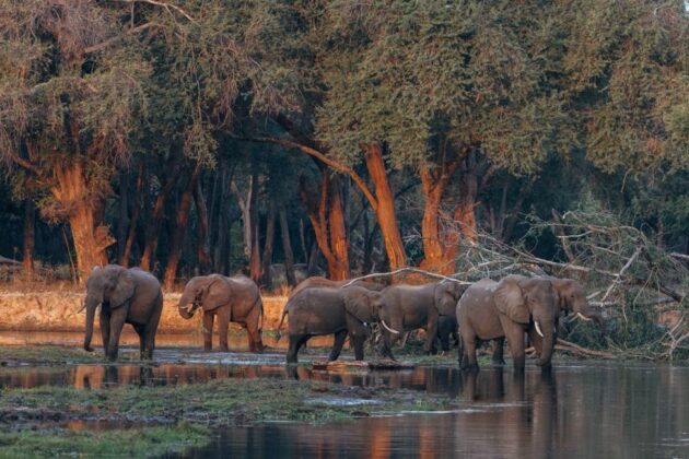 Lower Zambezi National Park