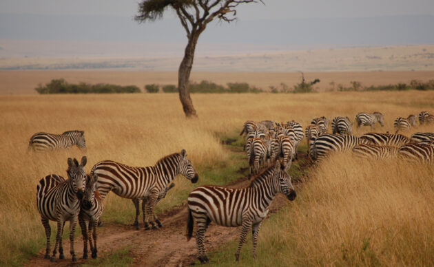 Maasai Mara National Reserve