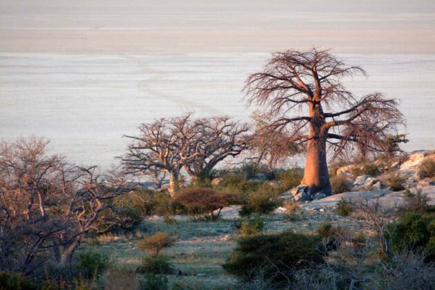 Makgadikgadi Pans