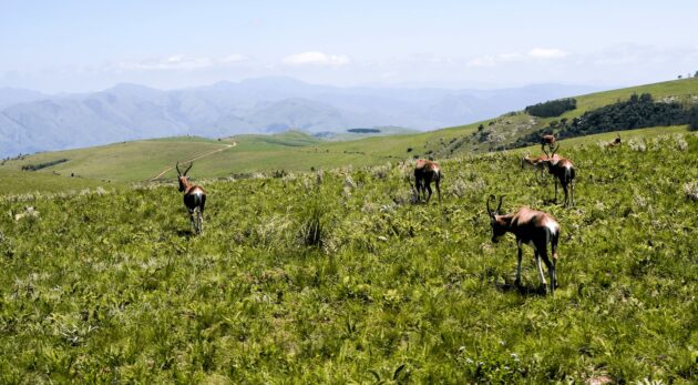 Malolotja National Park