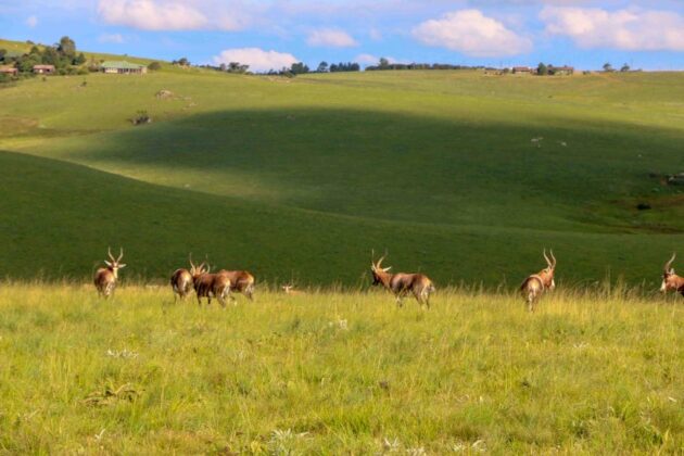 Malolotja National Park