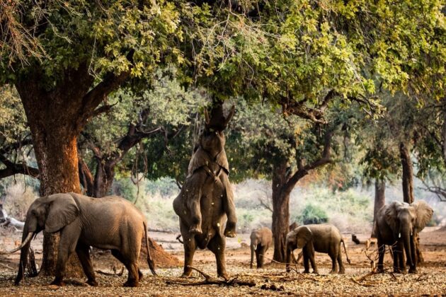 Mana Pools National Park
