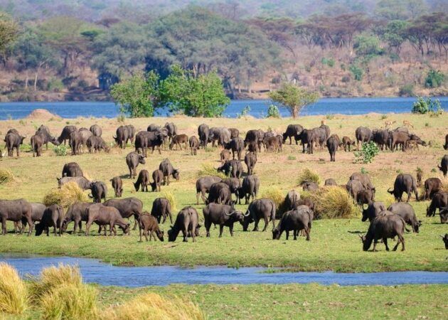 Mana Pools National Park
