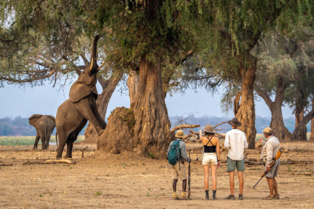 Mana Pools National Park