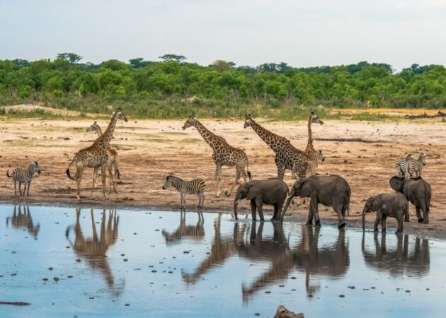 Matusadona National Park