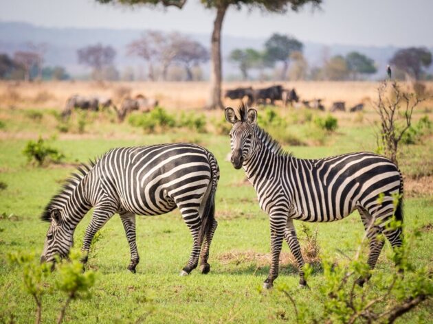 Mikumi National Park