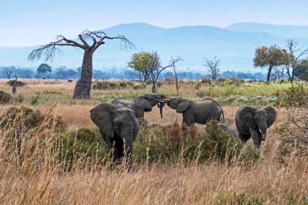 Mikumi National Park