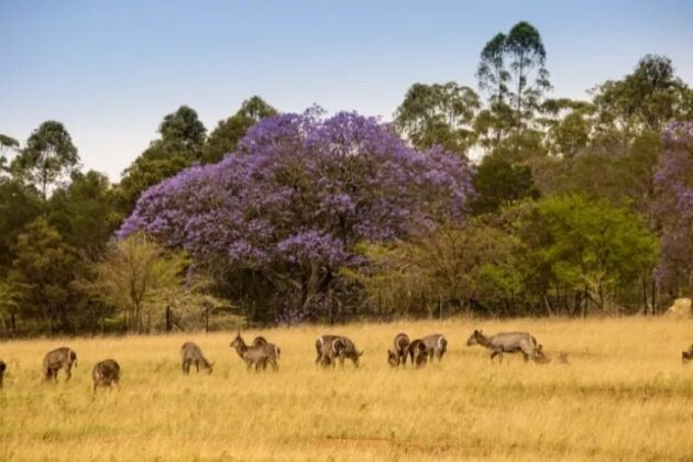 Mlilwane Wildlife Sanctuary