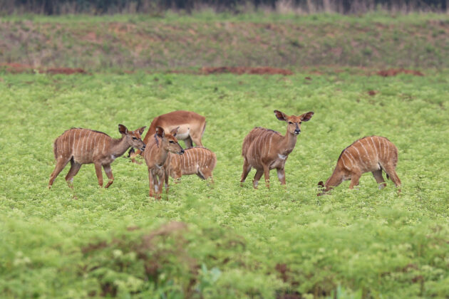 Mlilwane Wildlife Sanctuary
