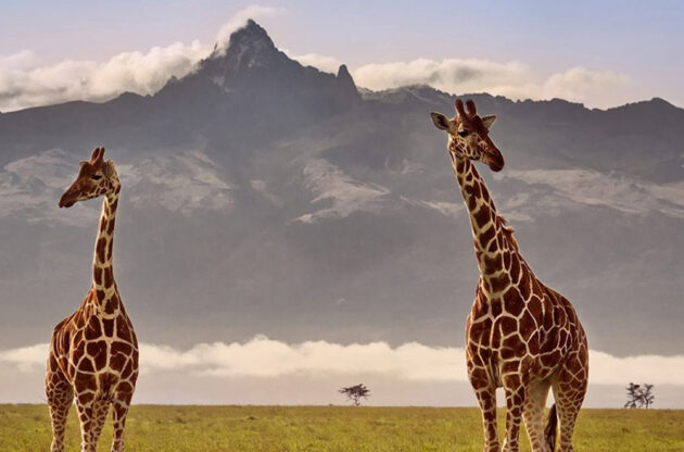Mount Kenya National Park
