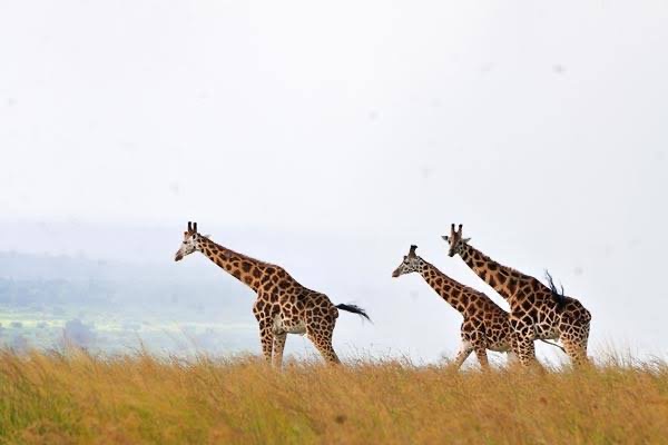 Murchison Falls National Park
