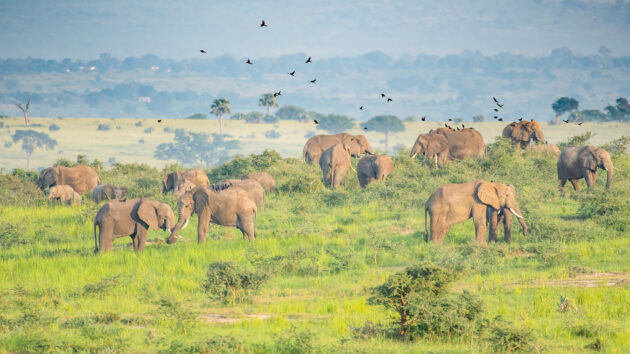 Murchison Falls National Park