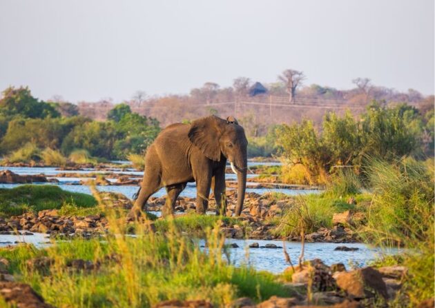 Murchison Falls National Park
