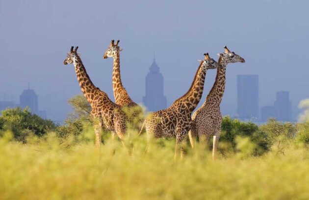 Nairobi National Park