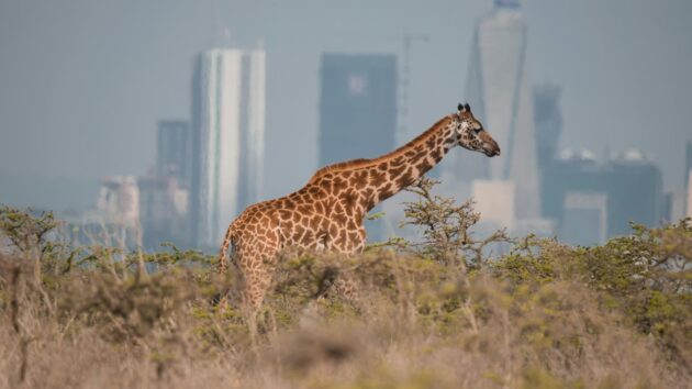 Nairobi