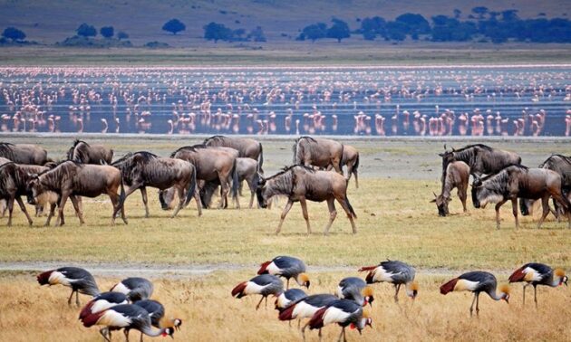 Ngorongoro Crater