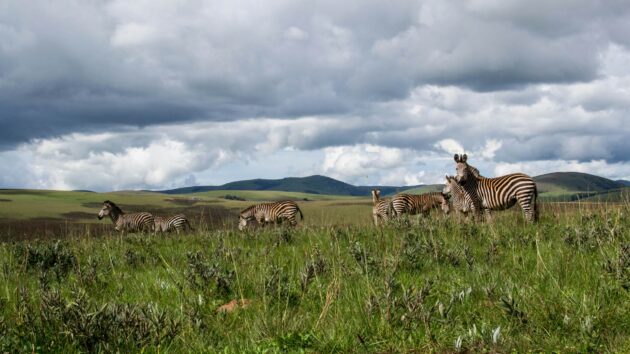 Nyika National Park