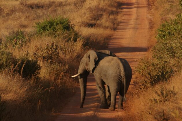 Nyika National Park