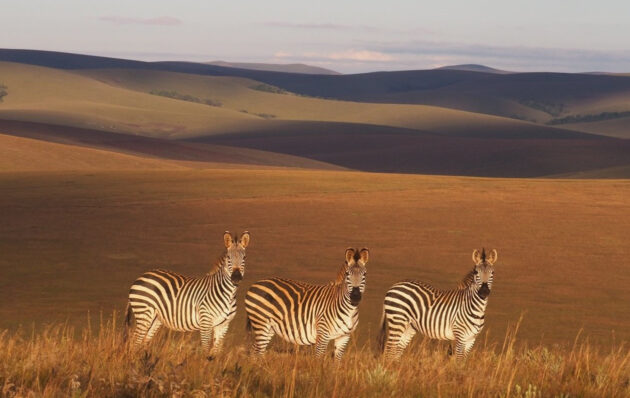 Nyika National Park