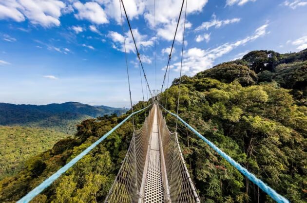 Nyungwe Forest National Park