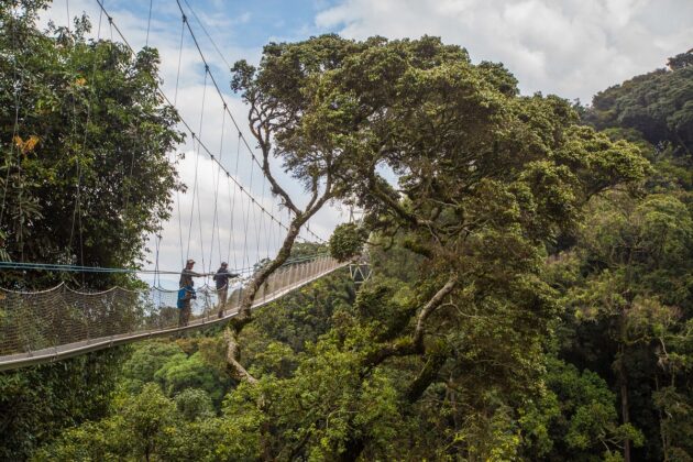Nyungwe Forest National Park