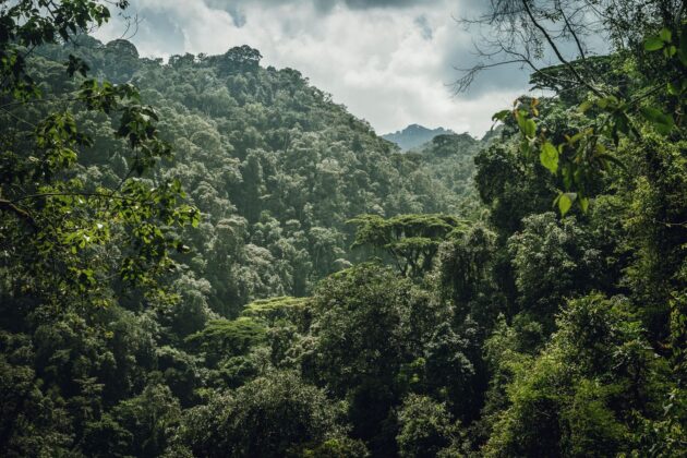 Nyungwe Forest National Park