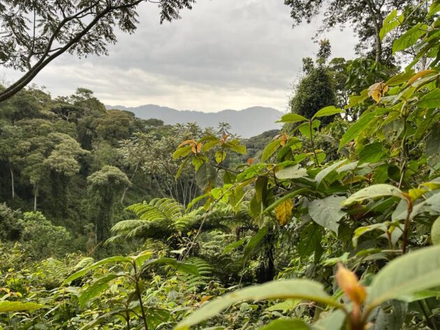 Nyungwe Forest National Park