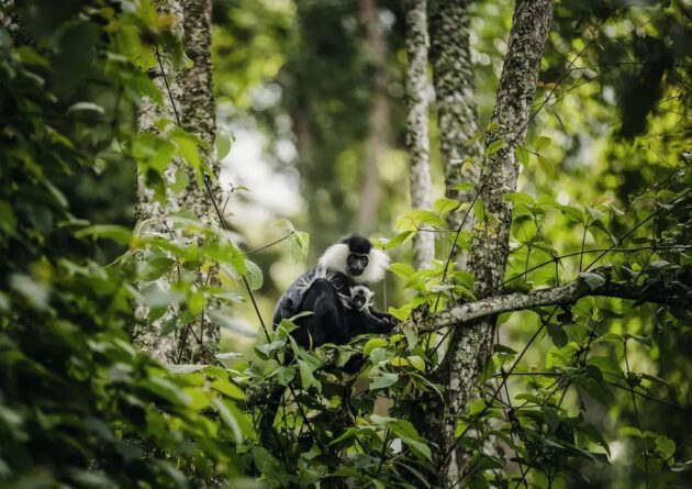 Nyungwe Forest National Park