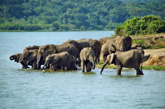 Queen Elizabeth National Park